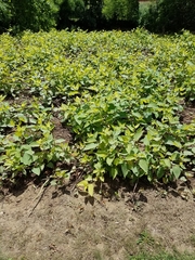 Reynoutria × bohemica