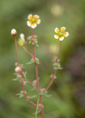 Saxifraga strigosa, photograph (c) Morten Ross, some rights reserved (CC BY)