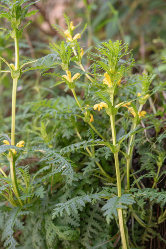 Pedicularis rex, photograph 4
