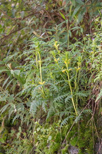 Pedicularis rex, photograph 5