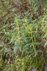 Pedicularis rex, photograph (c) Morten Ross, some rights reserved (CC BY)
