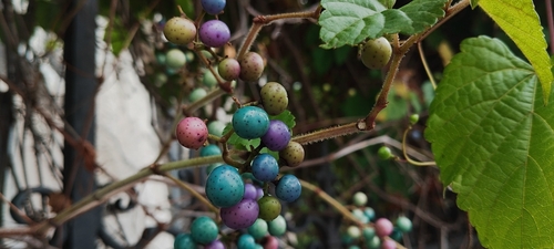 Ampelopsis glandulosa iNat (2)