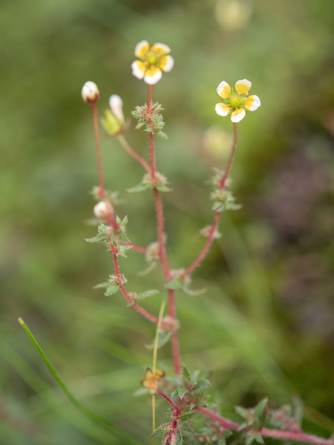 Saxifraga strigosa, photograph 4