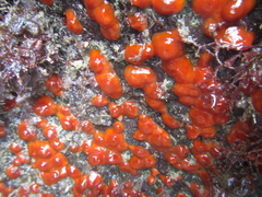 Corynactis australis image
