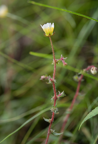 Saxifraga strigosa, photograph 5