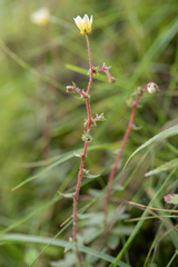 Saxifraga strigosa, photograph (c) Morten Ross, some rights reserved (CC BY)