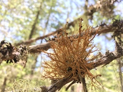 Sphaerophorus venerabilis