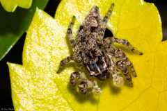 Sumampattus quinqueradiatus