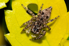 Sumampattus quinqueradiatus