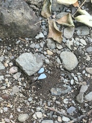 Celastrina echo