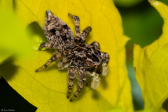 Sumampattus quinqueradiatus