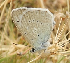 Polyommatus daphnis