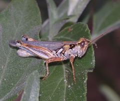Melanoplus bowditchi