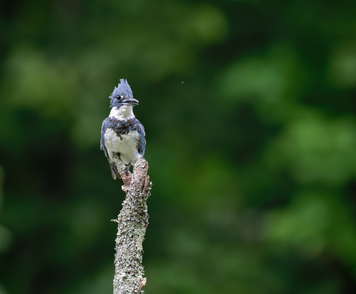 Belted Kingfisher photographed in North Carolina