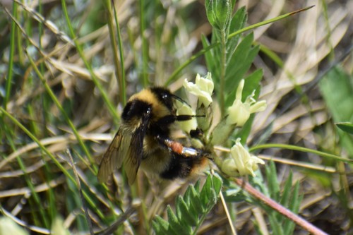 Golden-belted Bumble Bee photo 3