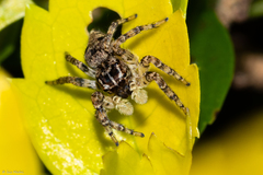 Sumampattus quinqueradiatus