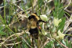 Bombus kirbiellus