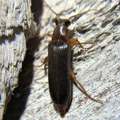 Selonodon
