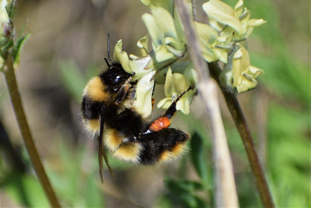 Golden-belted Bumble Bee