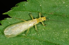 Chloroperlidae