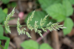 Polypogon interruptus