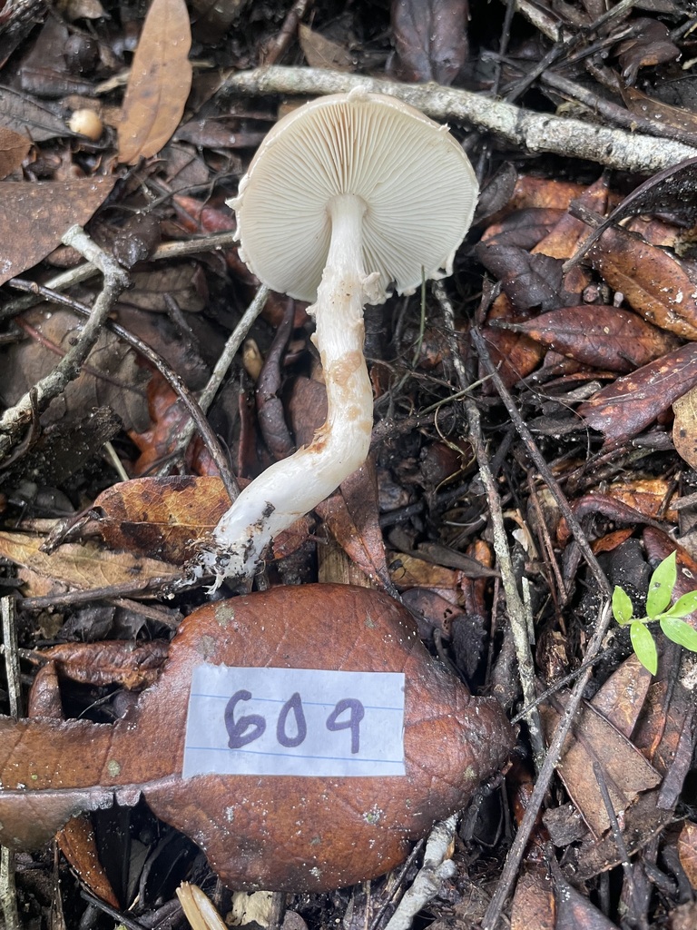 Limacella sp. 'FL01'