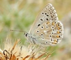 Polyommatus bellargus