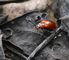 Strongylium hoepfneri