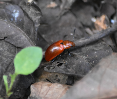 Strongylium hoepfneri