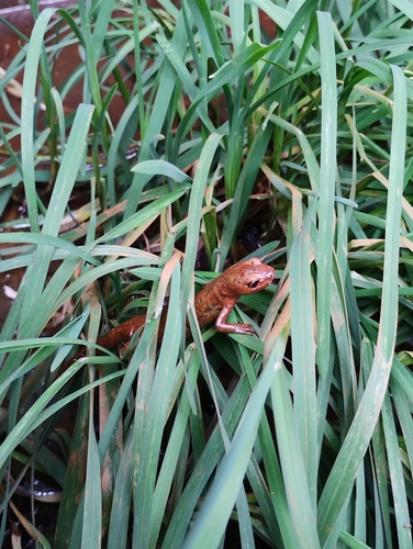 Pygmy Marbled Newt, Comunidad de Madrid, ES-MD-MD, ES, photo 8 of 10