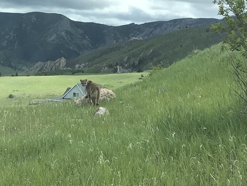 Mountain Lion photographed in Wyoming