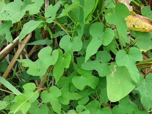 Image of Ipomoea rubens by (c) Alexis López Hernández, some rights reserved (CC BY)