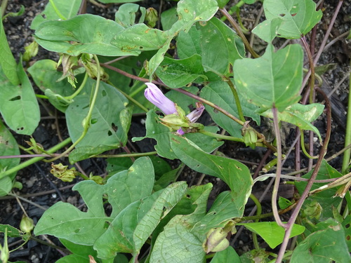 Ipomoea fimbriosepala observed 2024-09-04