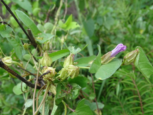 Image of Ipomoea fimbriosepala by (c) Alexis López Hernández, some rights reserved (CC BY)