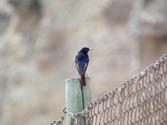 Phoenicurus ochruros