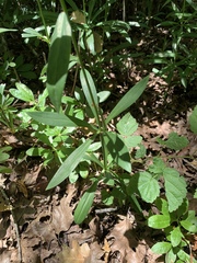 Lilium pardalinum pitkinense