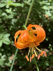 Lilium pardalinum pitkinense