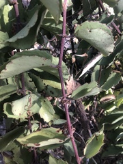 Cissus rotundifolia rotundifolia