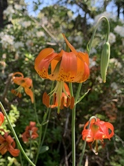 Lilium pardalinum pitkinense
