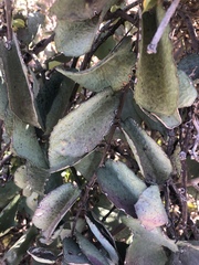 Cissus rotundifolia rotundifolia