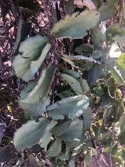 Cissus rotundifolia rotundifolia