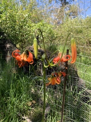 Lilium pardalinum pitkinense
