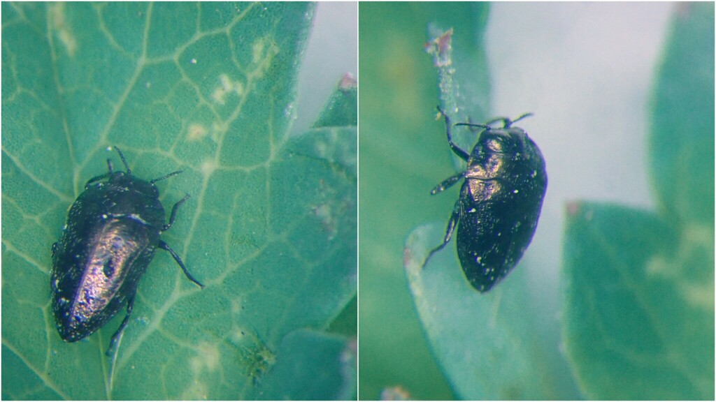 Habroloma triangulare