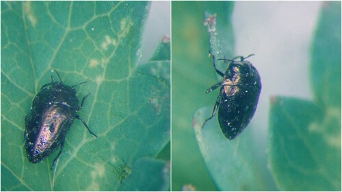 Habroloma triangulare