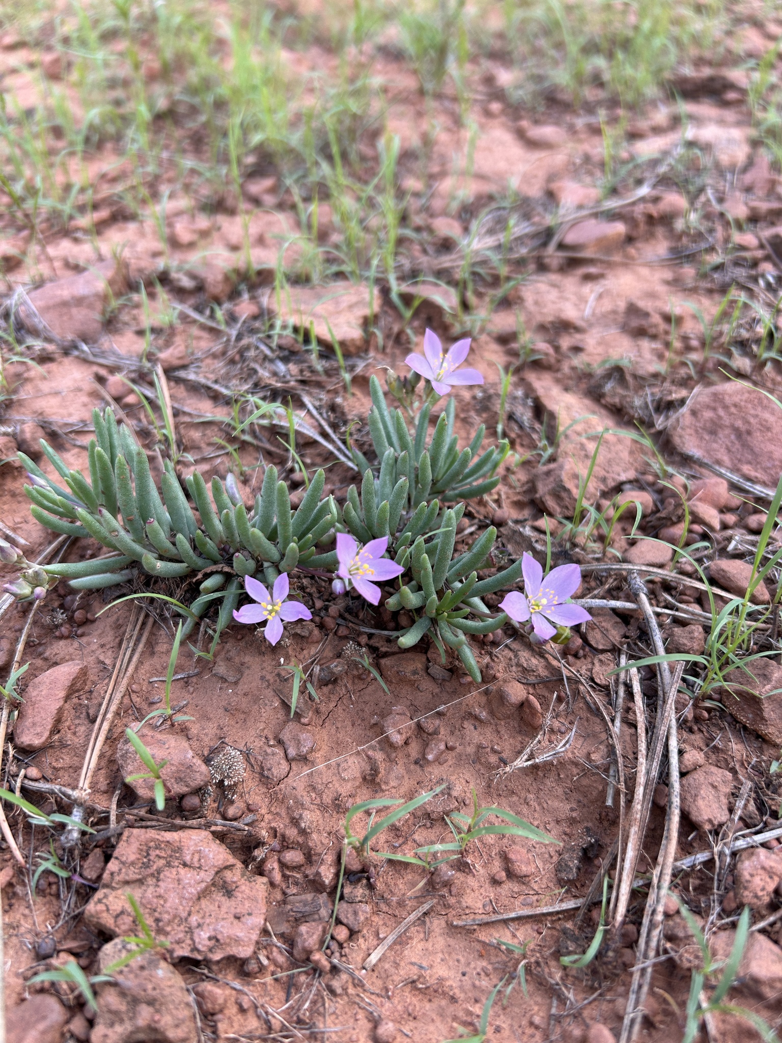 Phemeranthus validulus