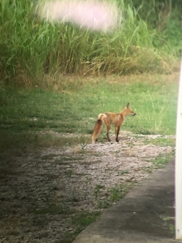 Red Fox photographed in Oklahoma