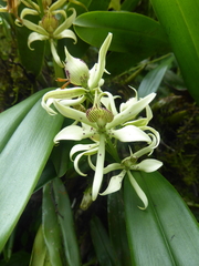 Prosthechea chimborazoensis