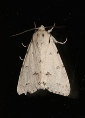 Acronicta vulpina