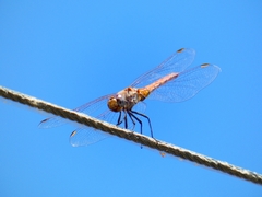 Trithemis annulata