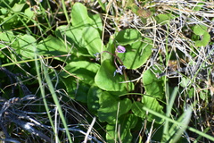 Primula frigida